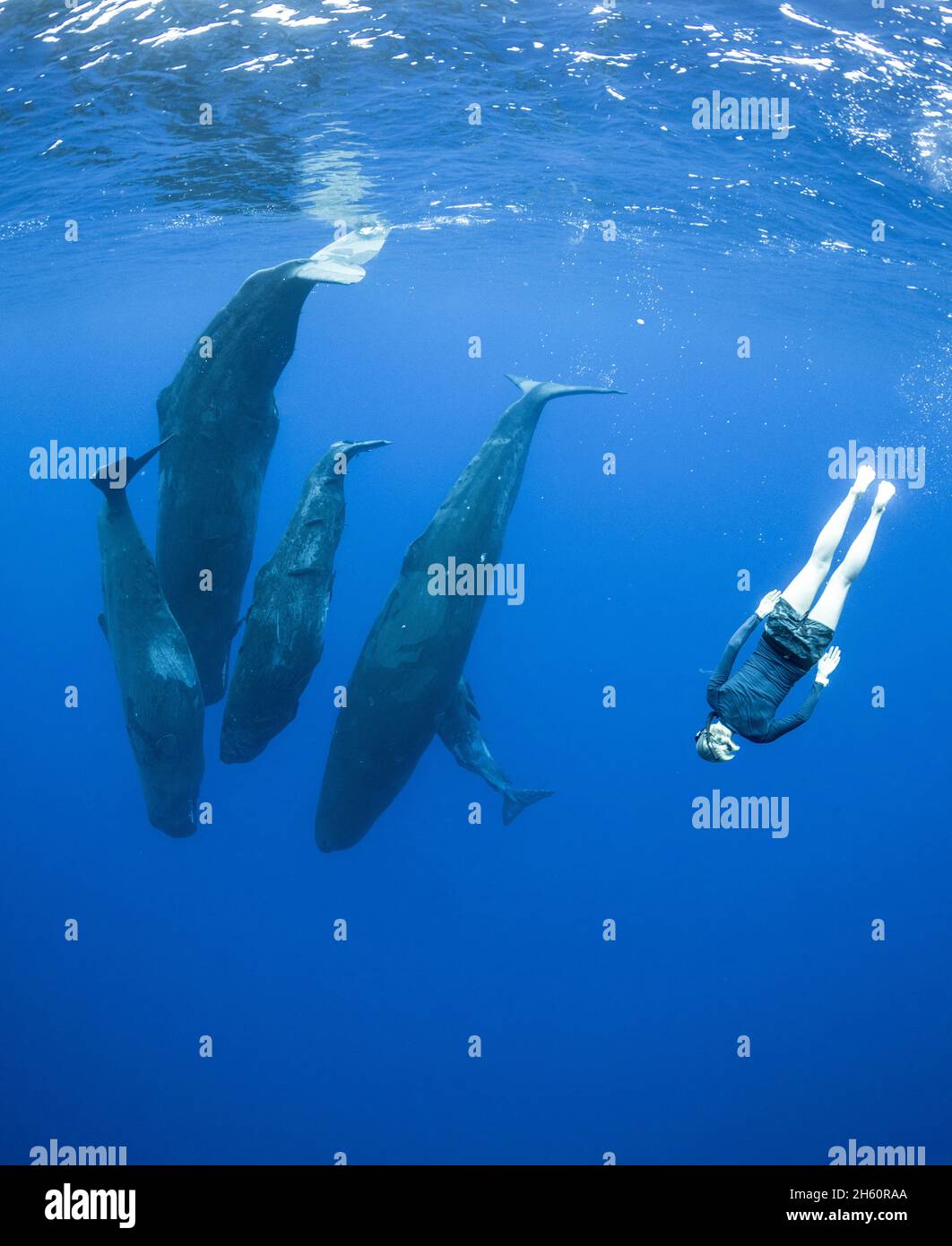 Diese fantastischen Bilder wurden vom Naturfotografen Mike Korostelev im Indischen Ozean aufgenommen. INDISCHER OZEAN: Ein SCHÖNES Bild hat eine Frau s gefangen Stockfoto