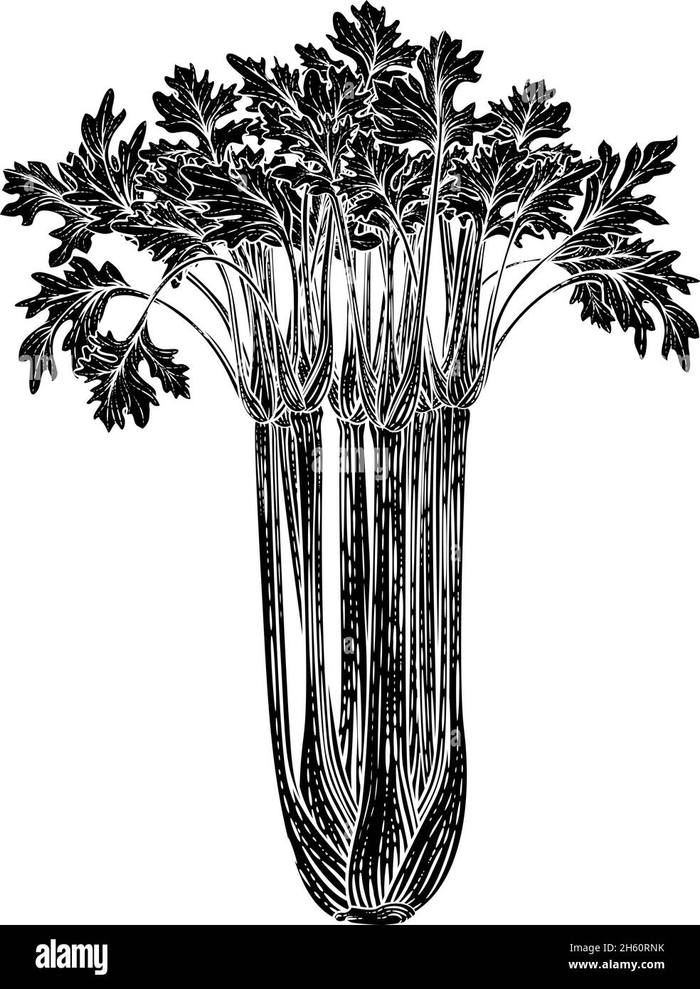 Sellerie Gemüse Vintage Holzschnitt Illustration Stock Vektor