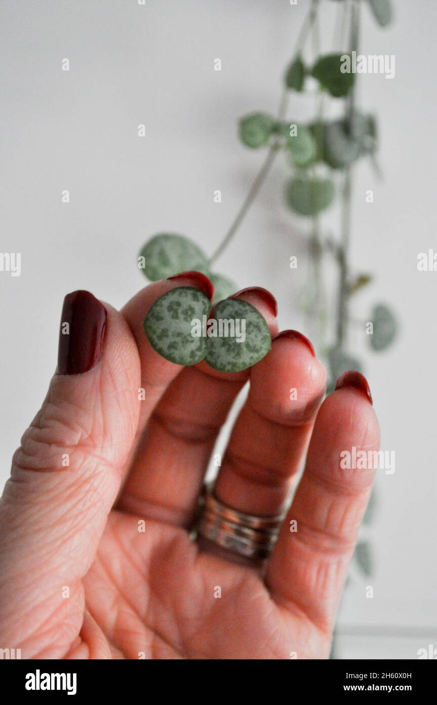 Herzenschnur Zimmerpflanze (Ceropegia woodii) - Nachlaufpflanze. Das Bild zeigt die „Stringen“ im Hintergrund und ein herzförmiges Blatt mit weiblicher Hand Stockfoto