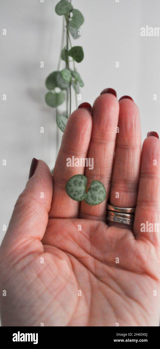 Herzenschnur Zimmerpflanze (Ceropegia woodii) - Nachlaufpflanze. Das Bild zeigt „Stringen“ im Hintergrund mit dem herzförmigen Blatt und der weiblichen Hand Stockfoto