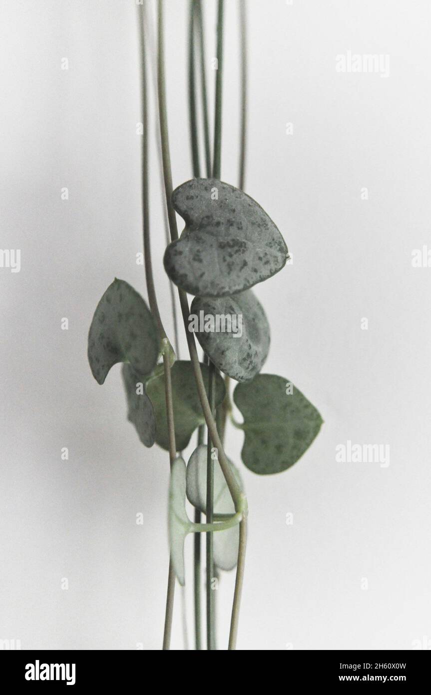 Herzenschnur Zimmerpflanze (Ceropegia woodii) - Nachlaufpflanze. Das Bild zeigt die „Stringes“ mit dem herzförmigen Blatt vor einem weißen Hintergrund Stockfoto