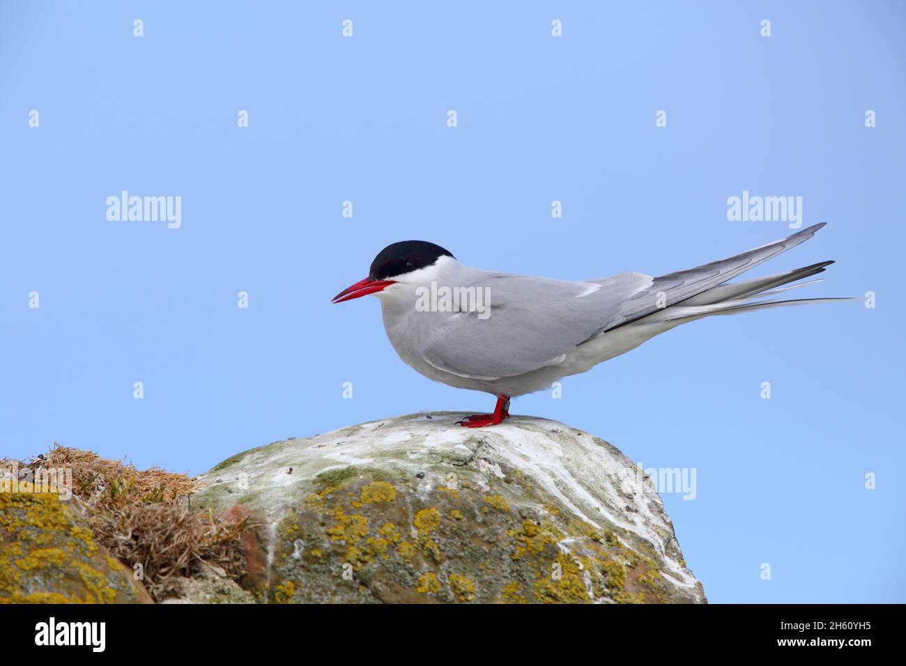 Eine ausgewachsene Arktische Seeschwalbe (Sterna paradiesaea) im Zuchtgefieder, die auf einem Felsen auf den Farne Islands, Northumberland, thront Stockfoto