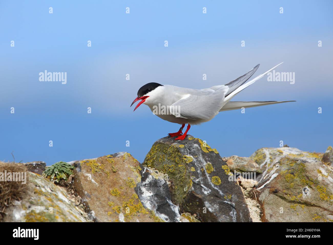 Eine ausgewachsene Arktische Seeschwalbe (Sterna paradiesaea) im Zuchtgefieder, die auf einem Felsen auf den Farne Islands, Northumberland, thront Stockfoto