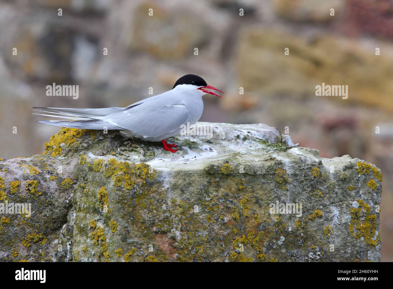 Eine ausgewachsene Arktische Seeschwalbe (Sterna paradiesaea) im Zuchtgefieder, die auf einem Felsen auf den Farne Islands, Northumberland, thront Stockfoto