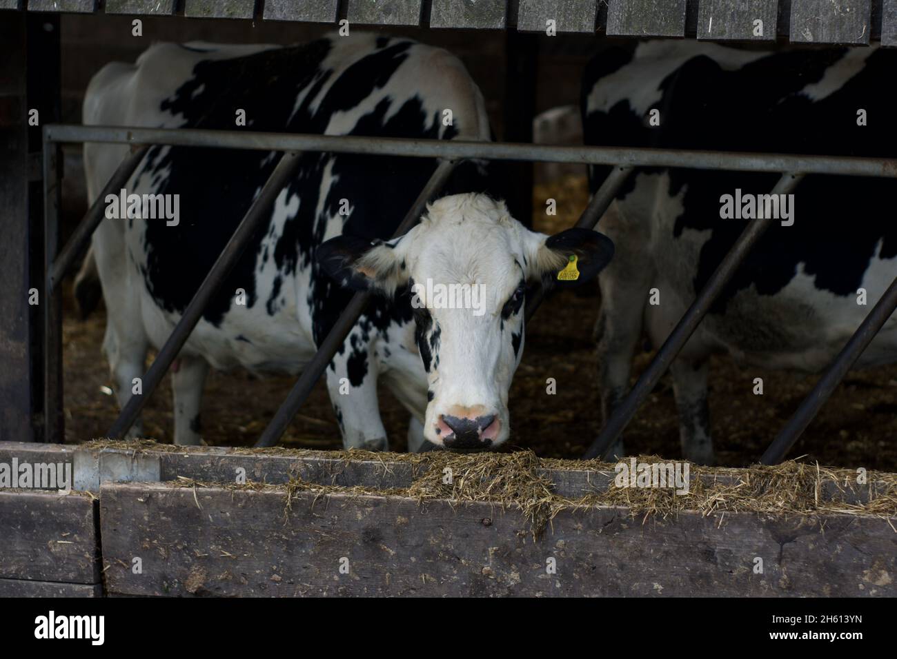 Die Kuh, die ihren Kopf durch ein klappbares Tor zur Futterbarriere auf einem Bauernhof hält und nach Heu/Stroh greift Stockfoto