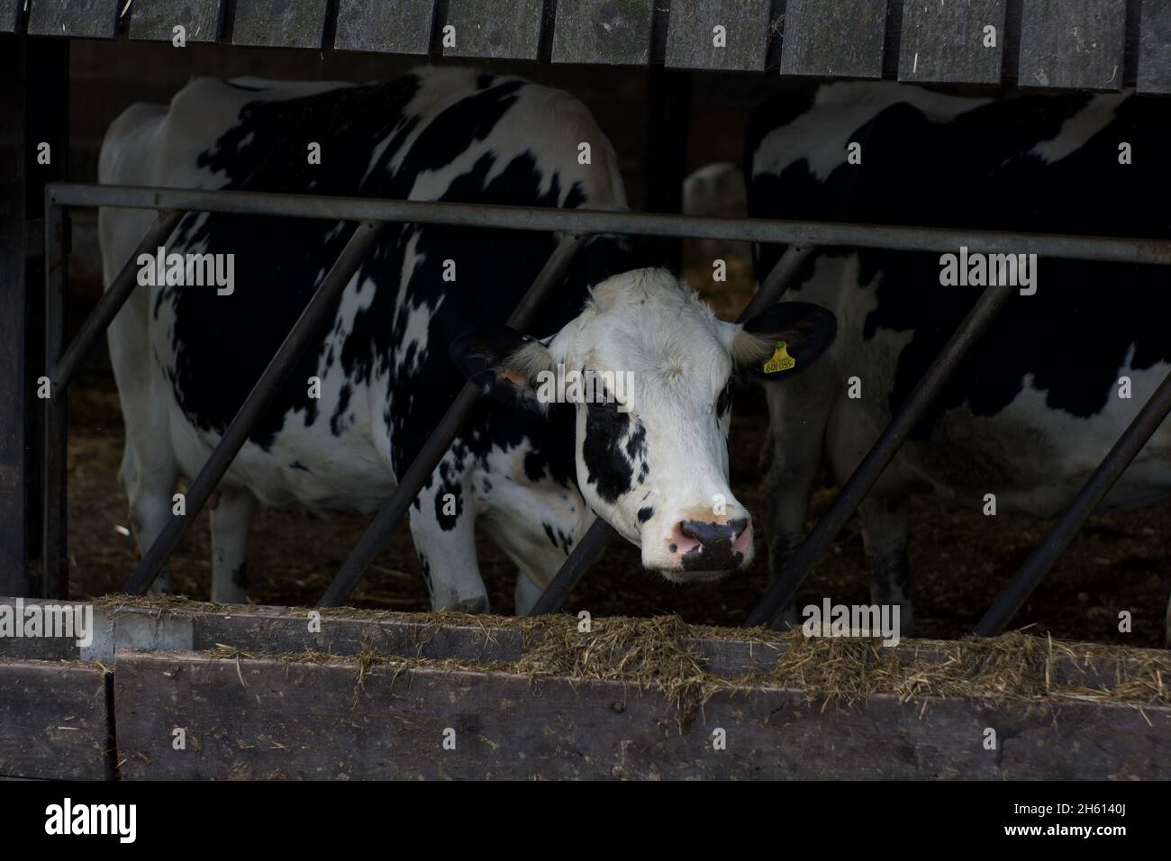 Die Kuh, die ihren Kopf durch ein klappbares Tor zur Futterbarriere auf einem Bauernhof hält und nach Heu/Stroh greift Stockfoto