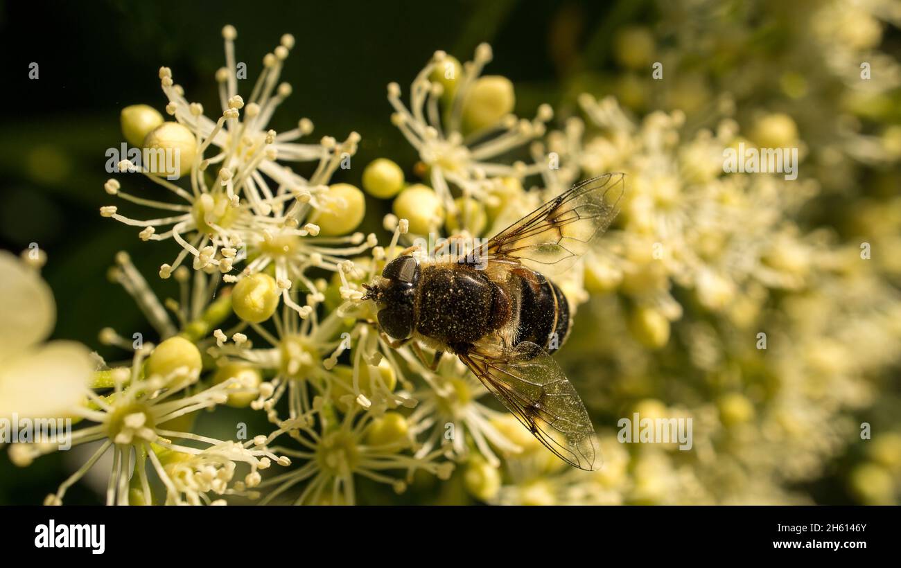 Honigbiene auf einer Blume, die Nektar sammelt. Makroaufnahme bei Sommersonne Stockfoto