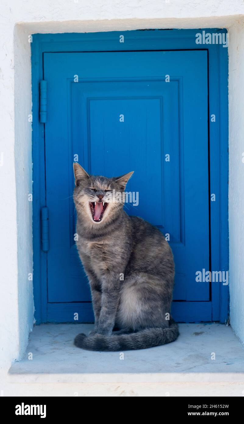 Streunende Katze, die auf einem Fenstervorsprung der Kirche gähnend ist, Agioi Anargyri Church, Cape Greko, Zypern. Stockfoto