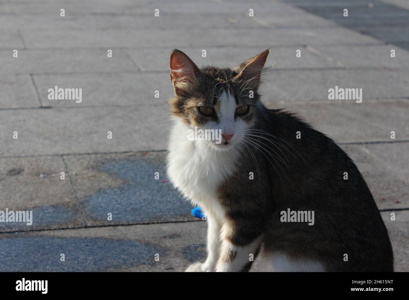 Hungrige aggressive Katze Stockfoto