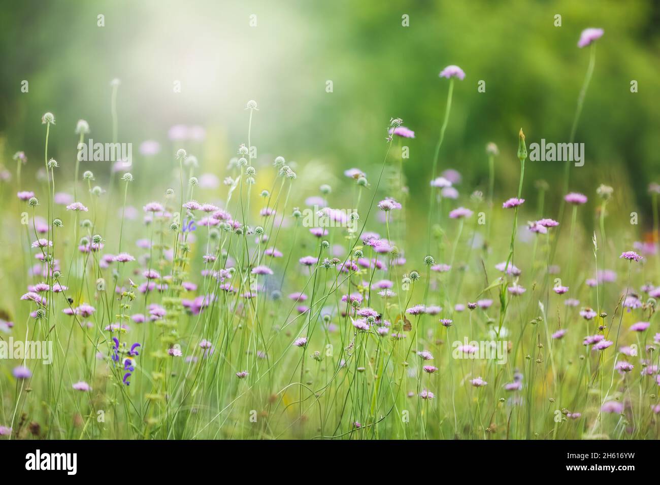 Wildblumen auf einer Weide. Frühlings- oder Sommerwiese mit wildrosafarbenen Blüten in der Morgensonne. Selektiver Fokus. Sehr geringe Schärfentiefe Stockfoto