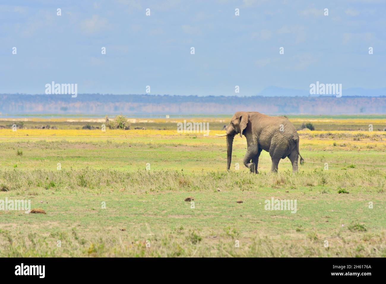 Ein einäugischer Elefant (Loxodonta africana) auf dem Weg über ein Grasland im Amboseli-Nationalpark, Kenia. Stockfoto