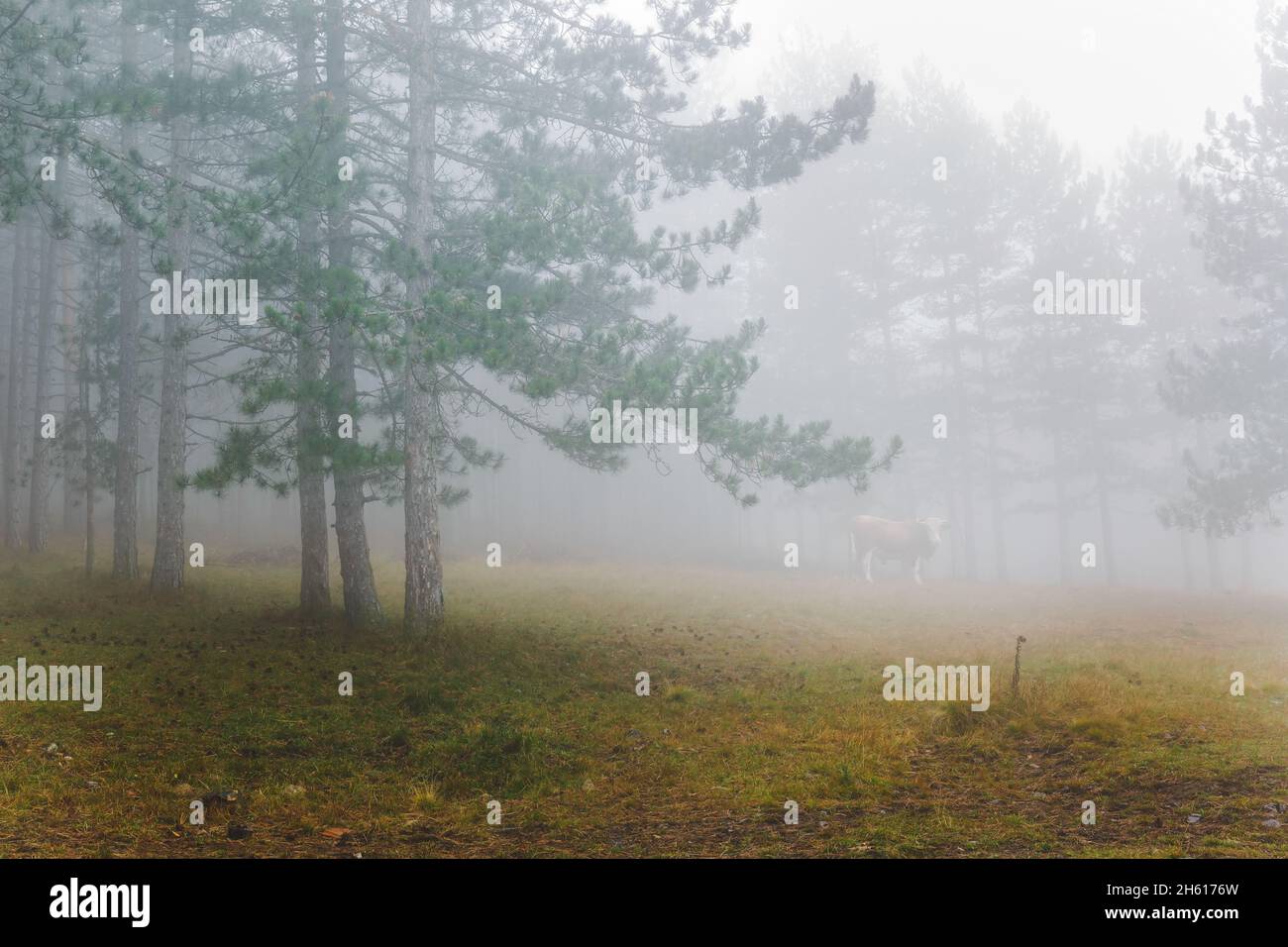 Neblige Berglandschaft am Morgen mit einem Stier, der mitten in einem nebligen Pinienwald steht. Selektiver Fokus Stockfoto
