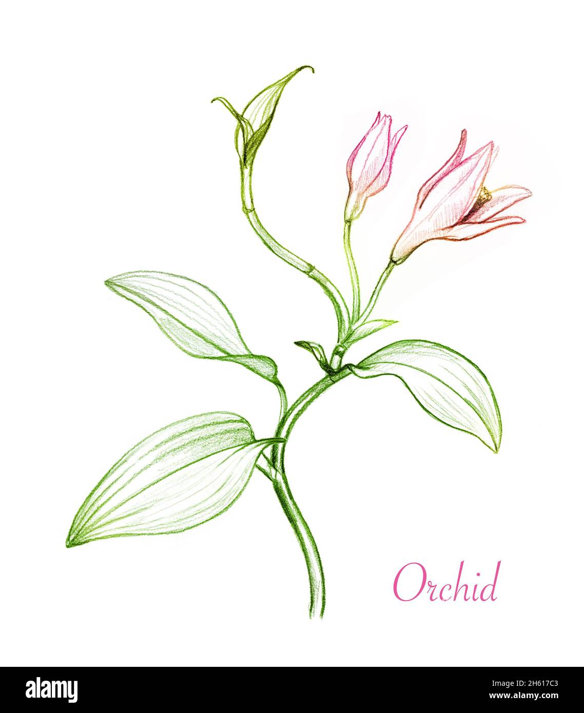 Orchidee Pflanze Farbe Bleistift Skizze. Rosa Blüten, Knospen und Blätter. Botanische handgezeichnete Illustration isoliert auf weißem Hintergrund. Sammlung von Stockfoto