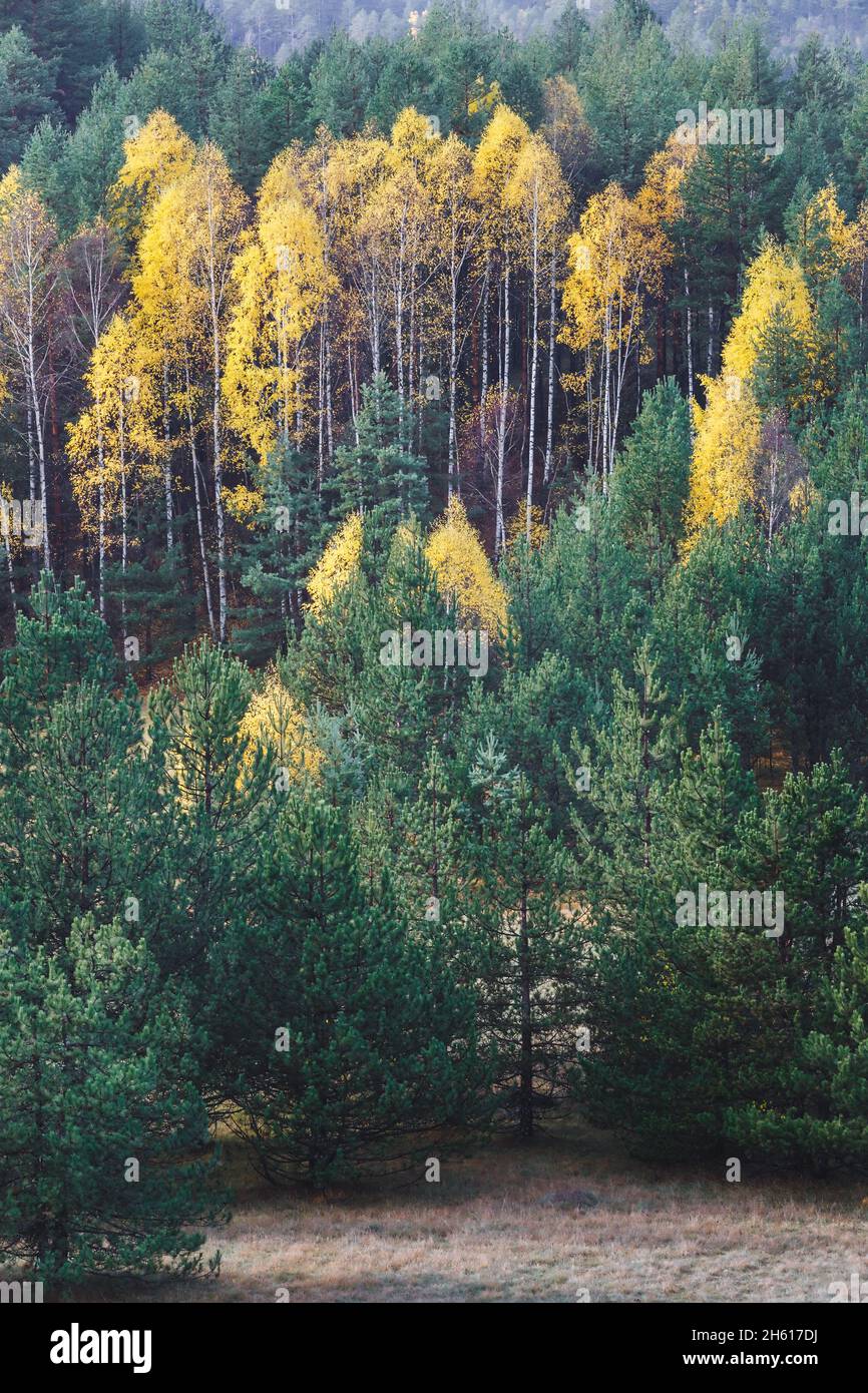 Berglandschaft in schöner nebliger Herbstumgebung. Natur im Freien Reiseziel, Zlatibor, Serbien Stockfoto