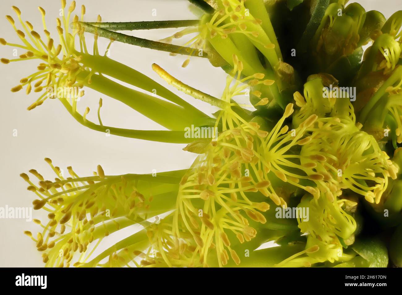 Super Makro-Nahaufnahme von gelben einseitigen Flaschenbürsten (Calothamnus quadrifidus) Blüten Stockfoto