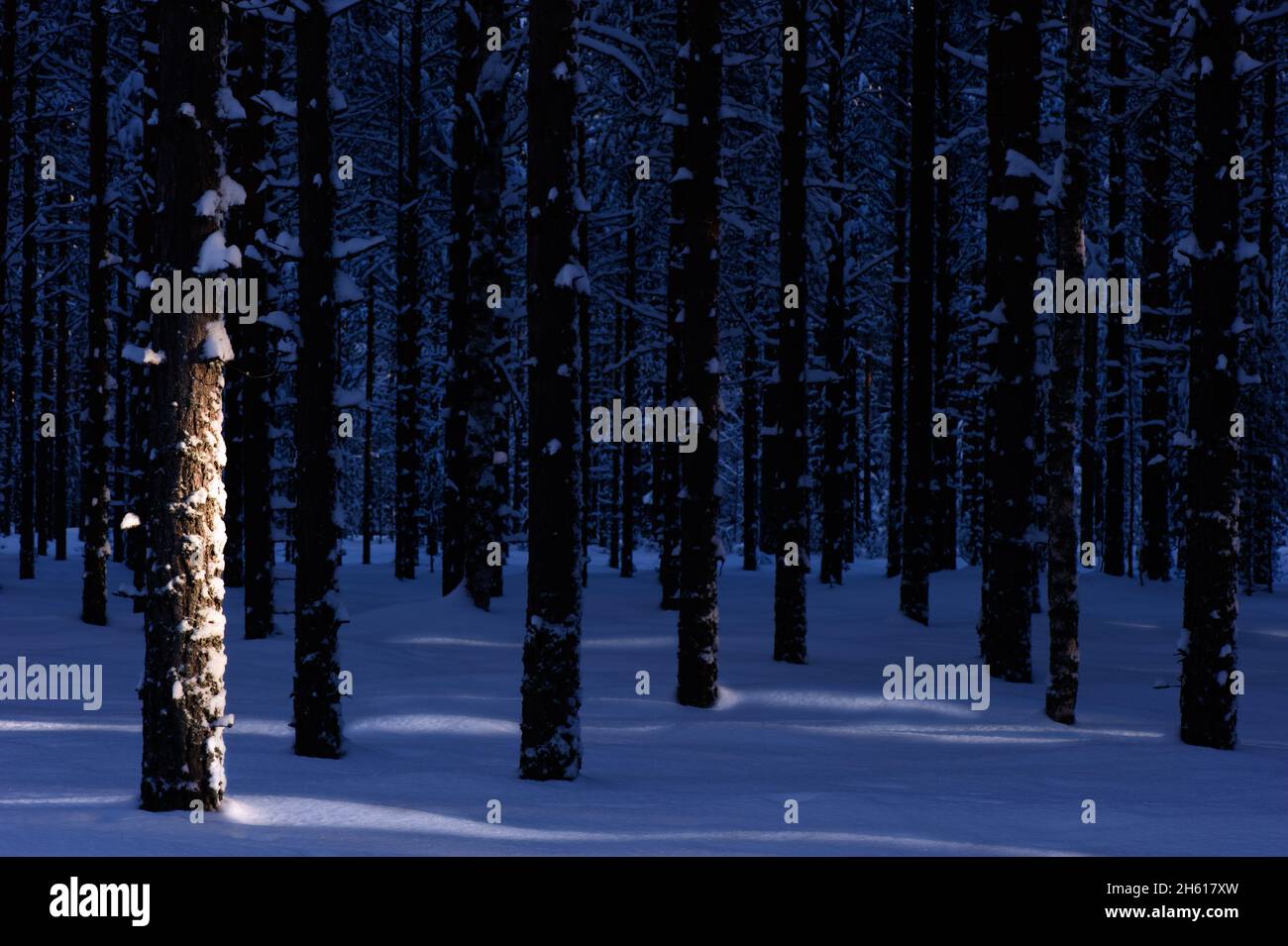 Abend im Winterwald. Flachwinkelige Sonneneinstrahlung, die durch Baumstämme filtert und Licht auf die Schneeoberfläche wirft. Konzentrieren Sie sich auf den Stamm des Vordergrundbaums. Stockfoto