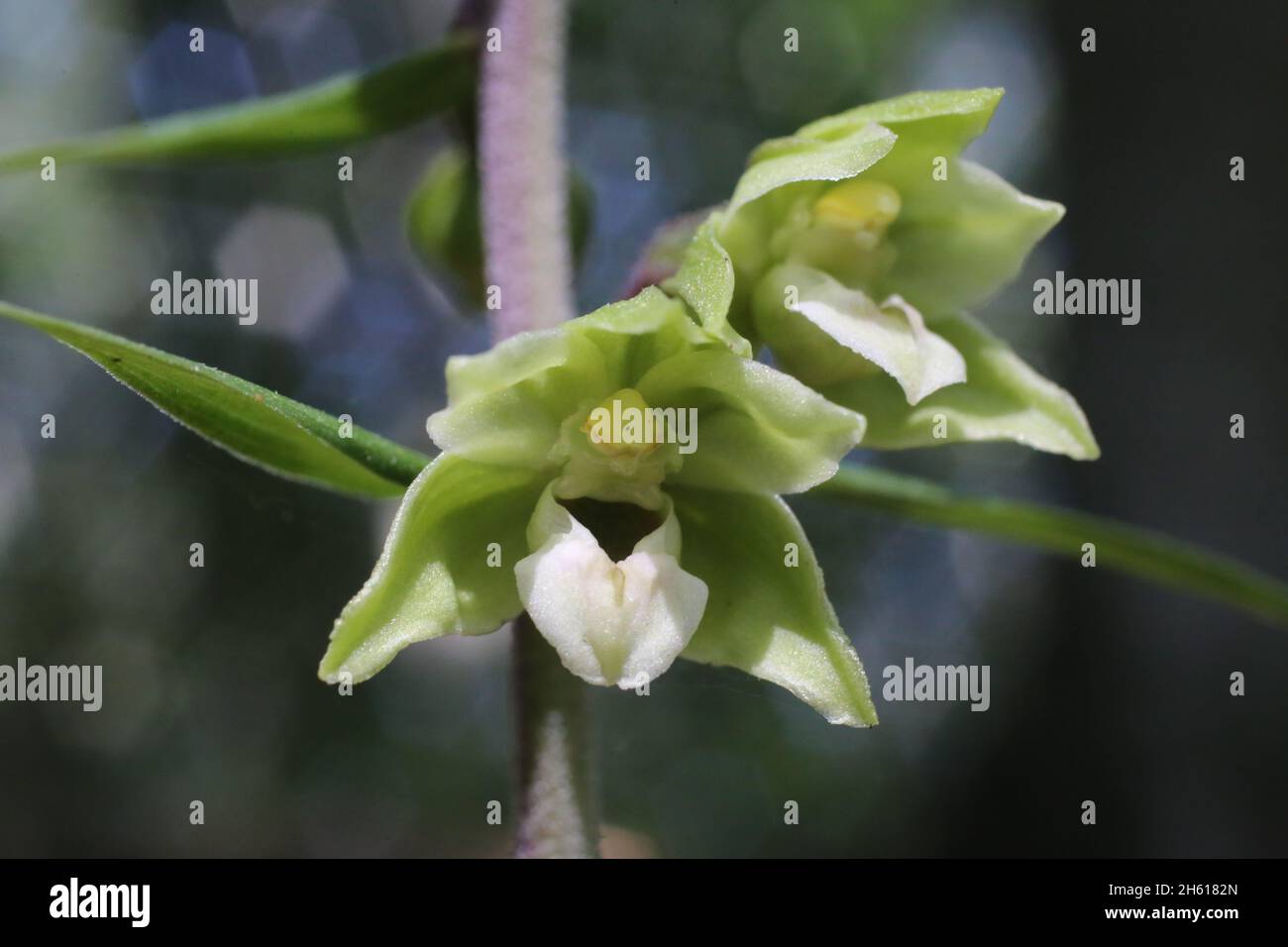 Epipactis purpurata, violettes Helleborin. Orchidaceae. Wildpflanze im Sommer geschossen. Stockfoto