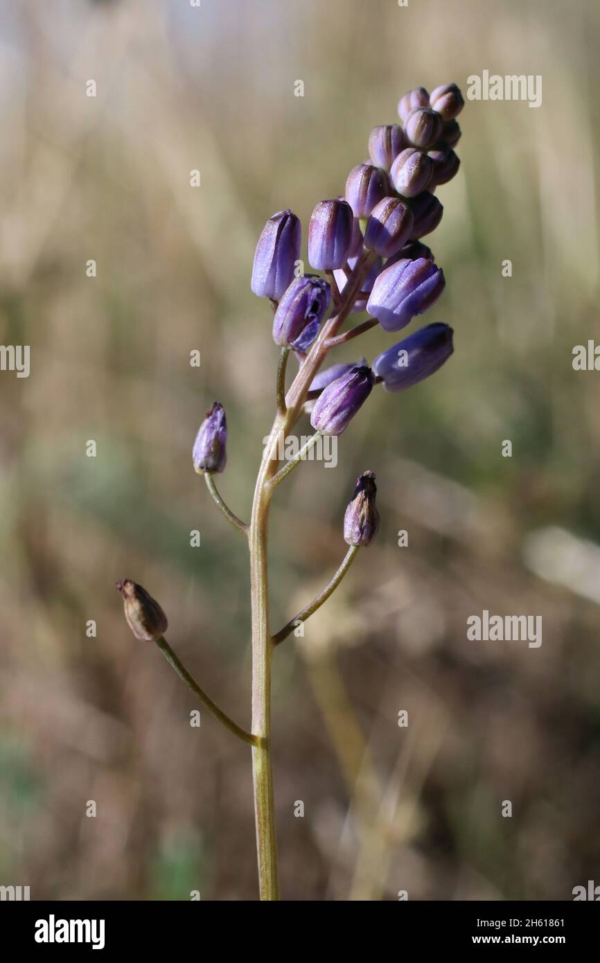 Prospero autumnale, Scilla autumnalis, Asparagaceae. Wildpflanze im Sommer geschossen. Stockfoto