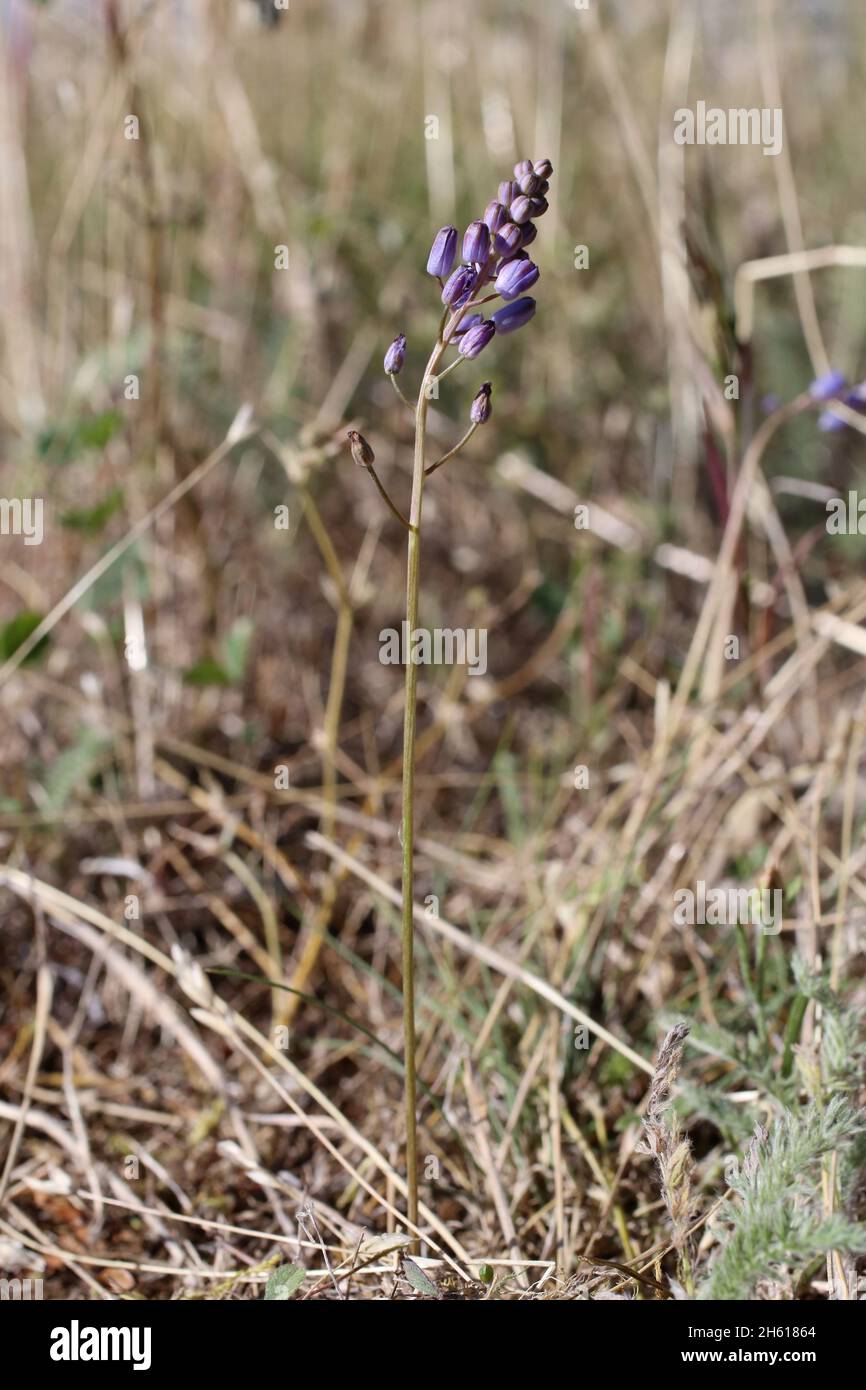 Prospero autumnale, Scilla autumnalis, Asparagaceae. Wildpflanze im Sommer geschossen. Stockfoto