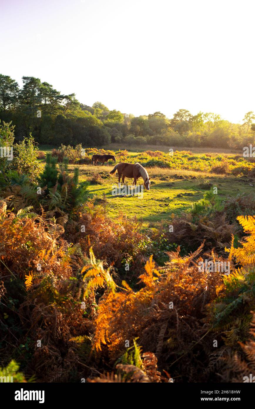 Zwei kastanienfarbene Pferde grasen unter den herbstlichen Farnen, als die Sonne im New Forest UK Hampshire untergeht. Stockfoto
