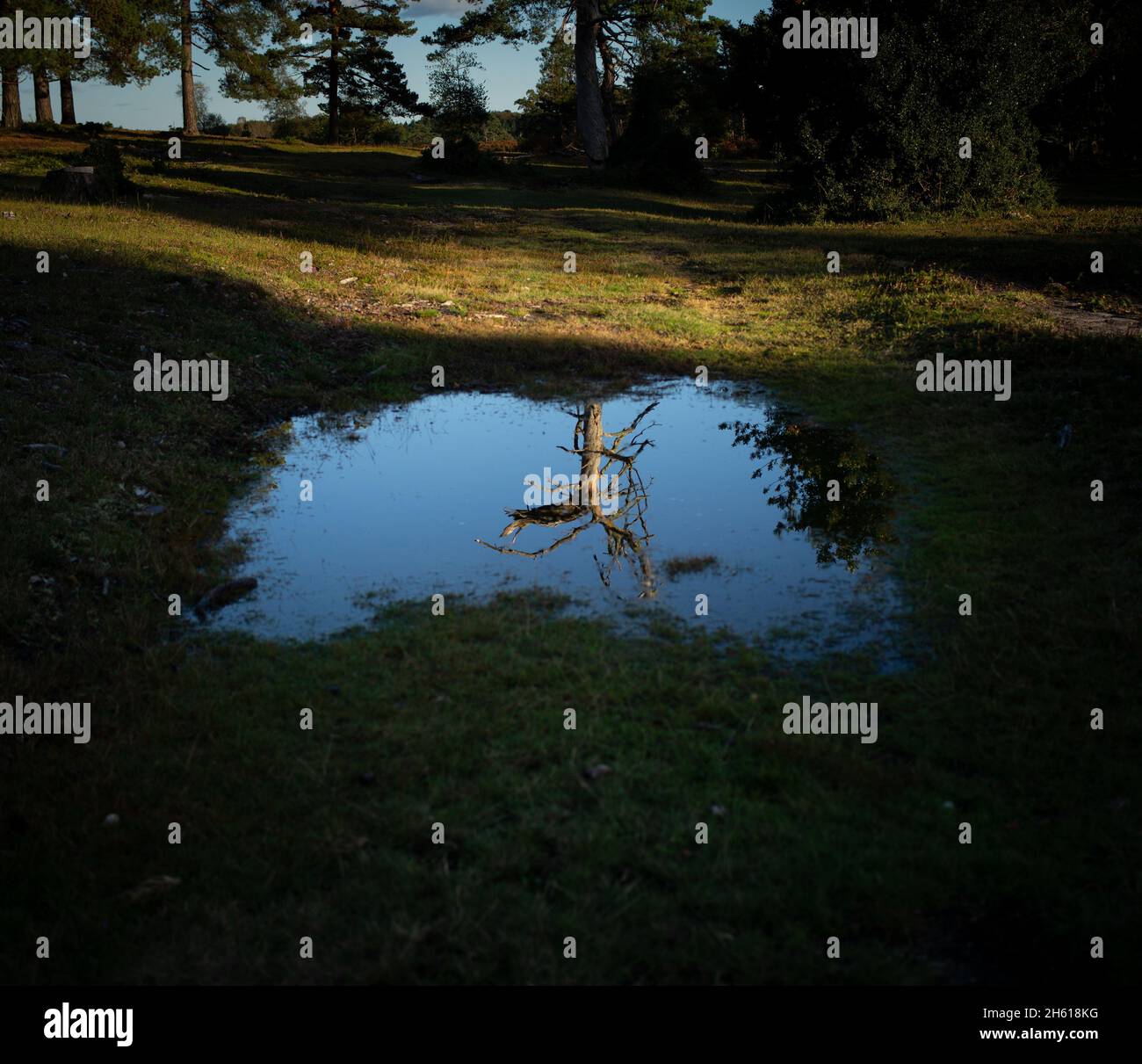 Ein toter Baum spiegelte sich in einer Pfütze in einer Waldumgebung, einem möglichen Konzept der globalen Erwärmung und des Klimawandels wider. Ein Blick in die mögliche Zukunft. Stockfoto