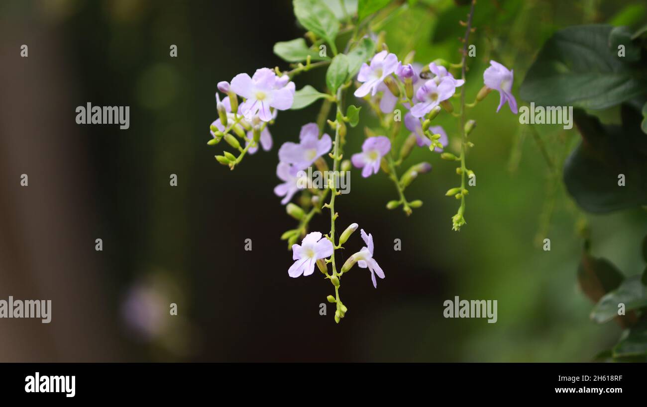 Die dornige Pflanze, z.B. die violette Blume, hat einen blassen Hintergrund Stockfoto