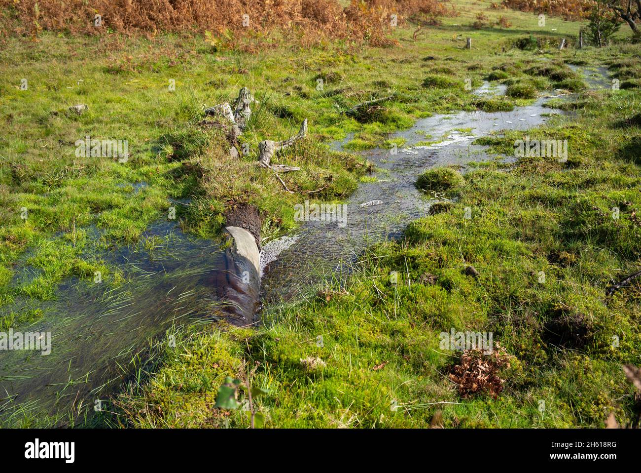 Naturschutzarbeit zur Bildung von natürlichen Strömen innerhalb des New Forest Hampshire UK, Heide- und Feuchtwiesen helfen der Tierwelt und der biologischen Vielfalt. Stockfoto