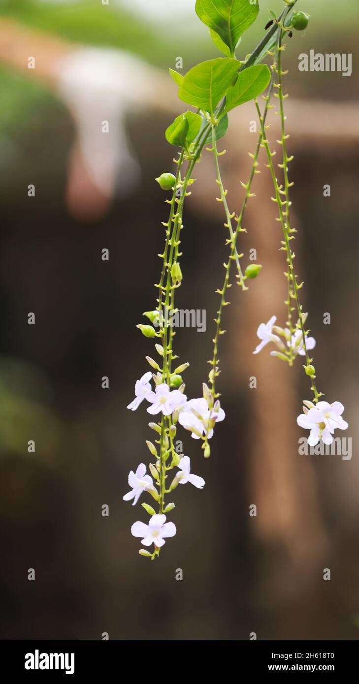 Die dornige Pflanze, z.B. die violette Blume, hat einen blassen Hintergrund Stockfoto