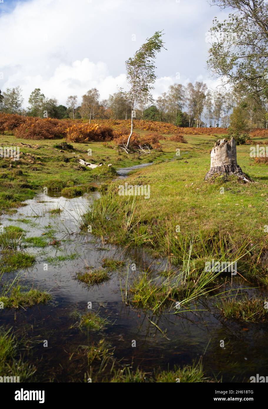 Naturschutzarbeit zur Bildung von natürlichen Strömen innerhalb des New Forest Hampshire UK, Heide- und Feuchtwiesen helfen der Tierwelt und der biologischen Vielfalt. Stockfoto
