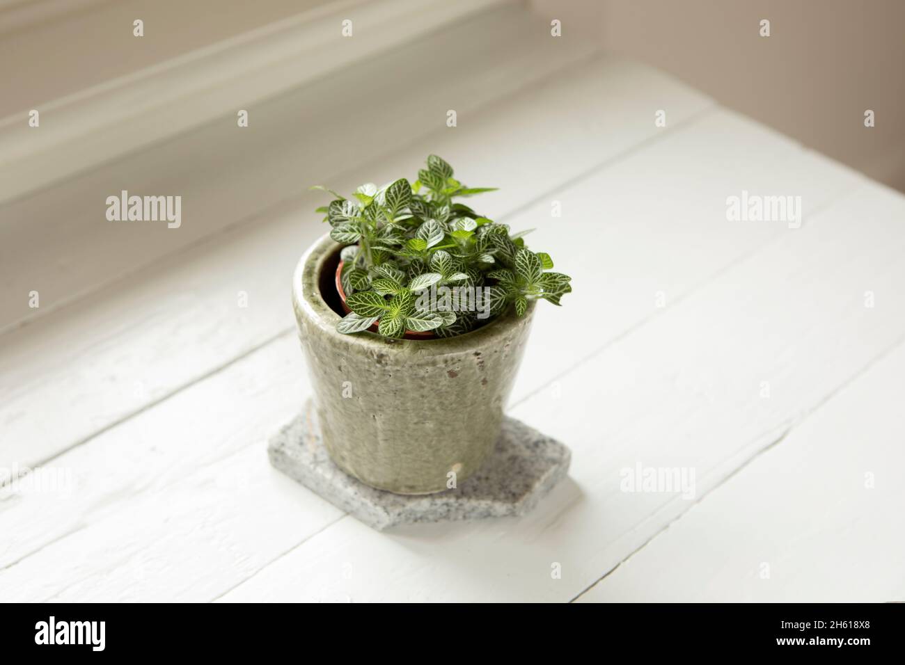 Hauspflanze : Fittonia albivenis (Nervenpflanze) von oben wächst im Blumentopf auf weißem Hintergrund. Kleine wachsende Zimmerpflanze auf Fensterbank. Ornam Stockfoto