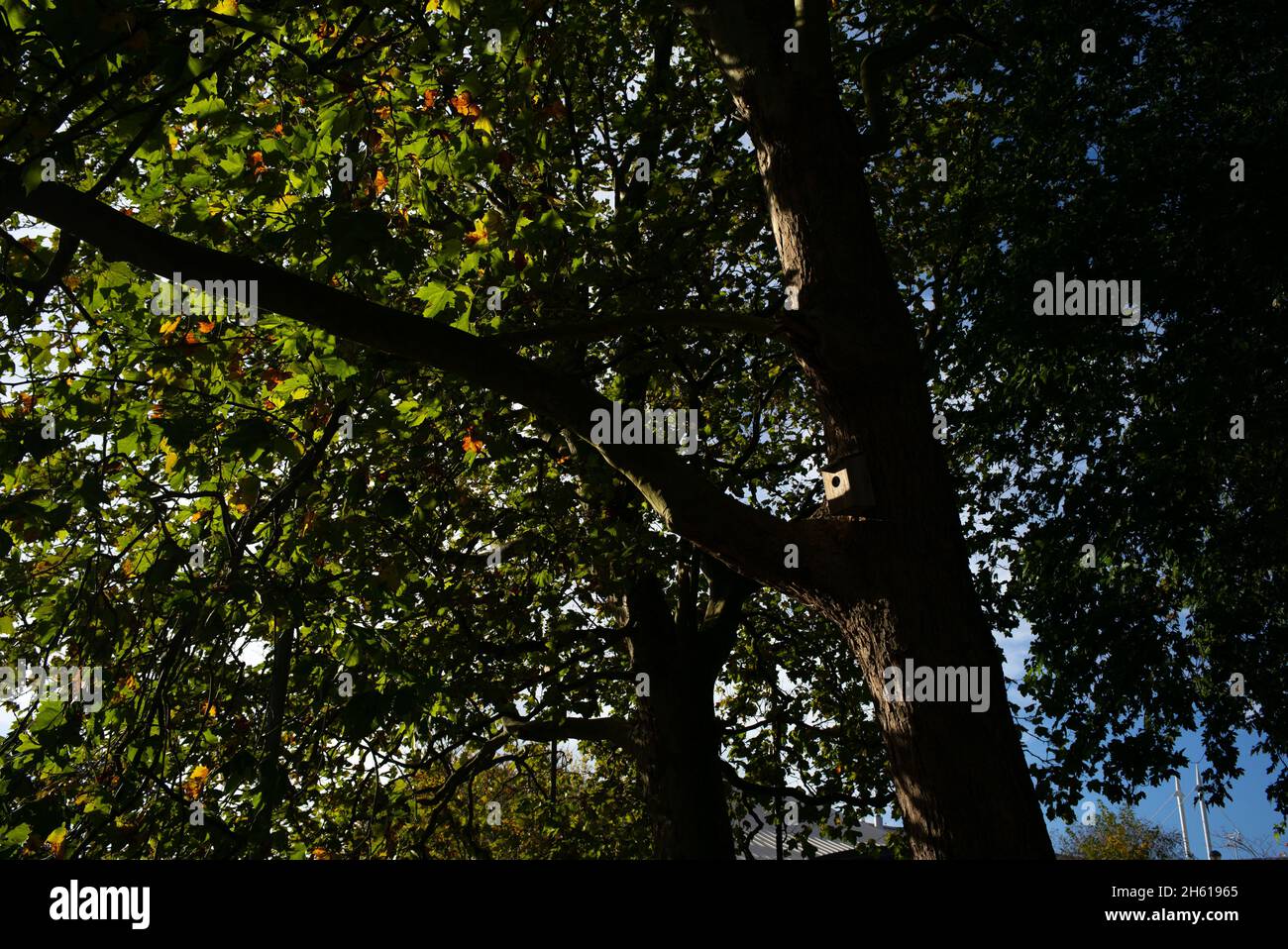 Eine Weitwinkelaufnahme eines Nistkastens, der vom Licht in einem großen Stadtbaum gefangen wurde. Nistkästen im Stadtzentrum von Southampton platziert, um die Tierwelt zu fördern. Stockfoto