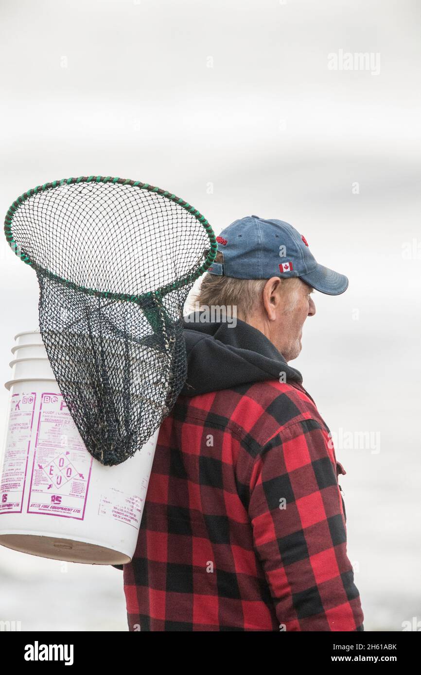 Lokaler Neufundländer mit Tauchnetz, wartet auf ankommenden Lodde, Kippens, Neufundland und Labrador NL, Kanada Stockfoto