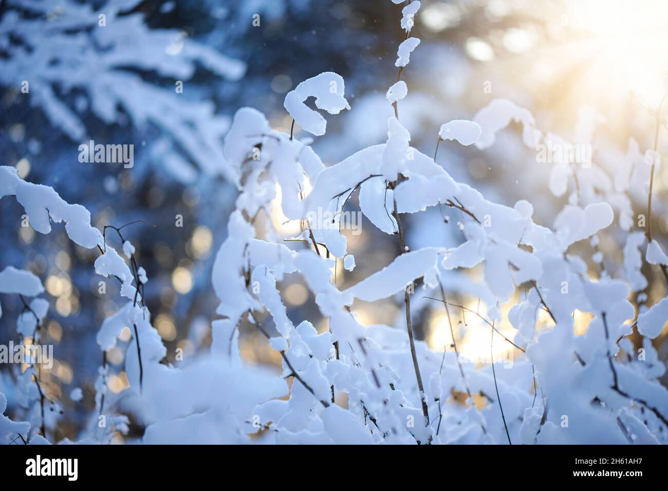 Winterszene - schneebedeckte getrocknete Pflanzen Stockfoto