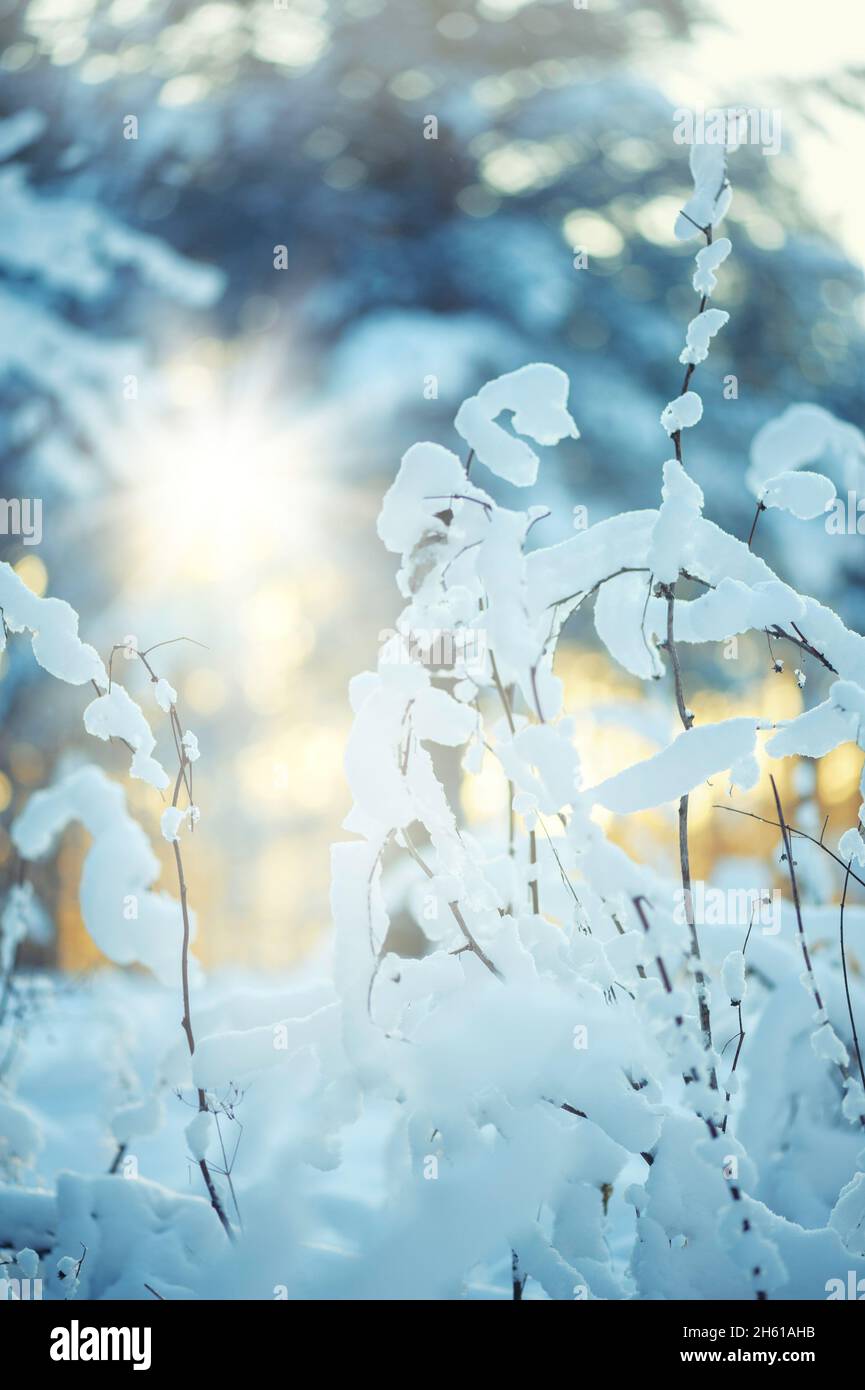 Winterszene - verschneite getrocknete Pflanzen Stockfoto