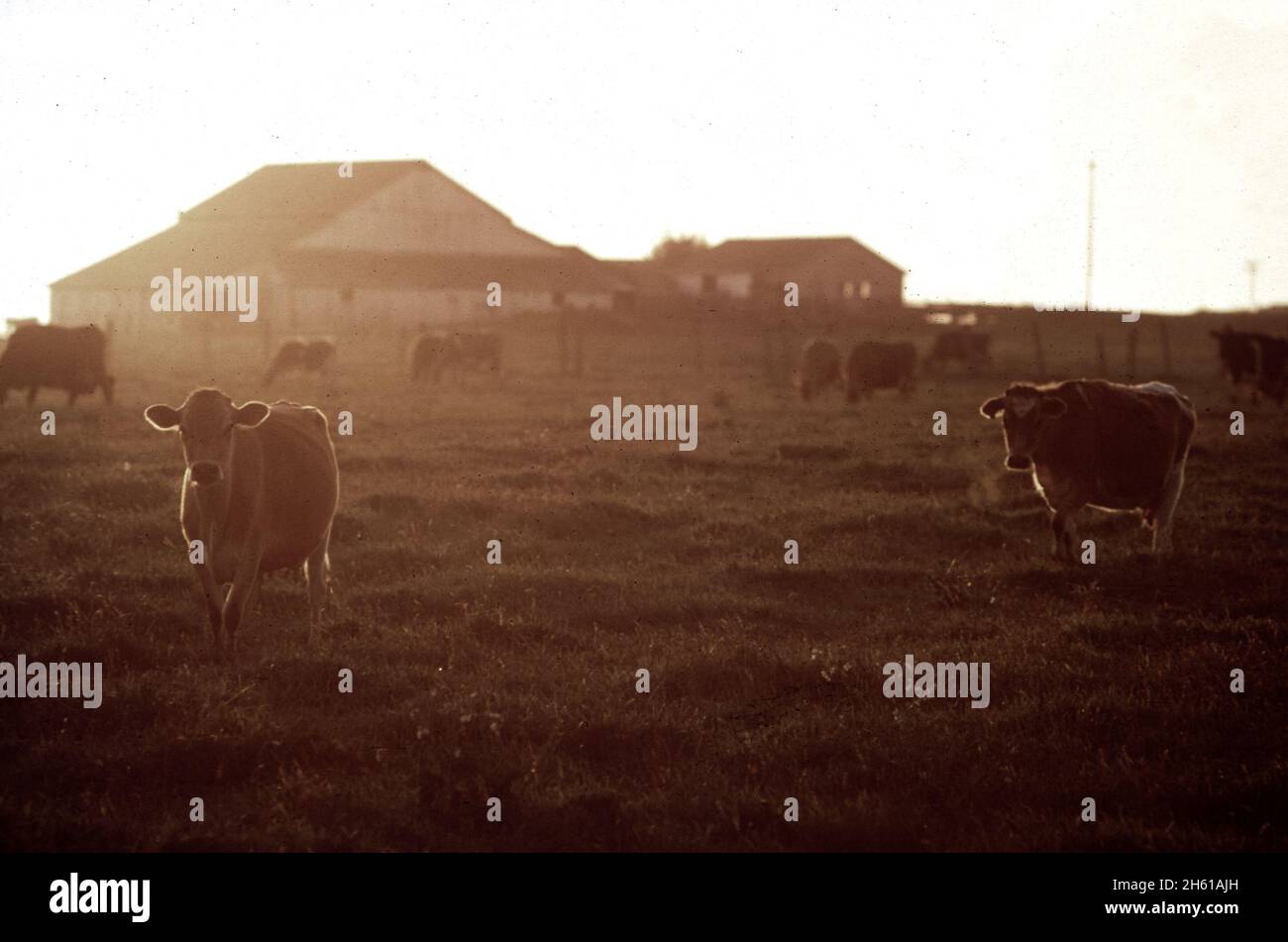 Kalifornische farm der 1970er jahre -Fotos und -Bildmaterial in hoher