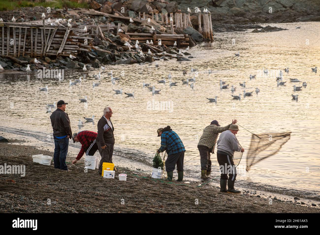 Anwohner, die mit gegossenen Netzen für den Speerwurf, Wild Cove, Neufundland und Labrador NL, Kanada, fischen Stockfoto