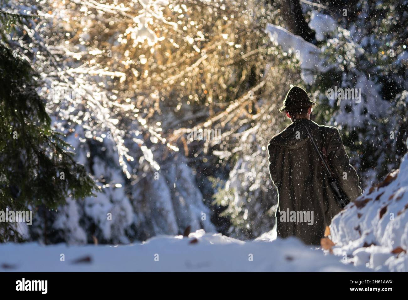 Hunter durchläuft einen verschneiten Novembermorgen. Das Licht kommt von der Seite und bringt einen warmen Glanz auf die goldenen Herbstblätter. Stockfoto