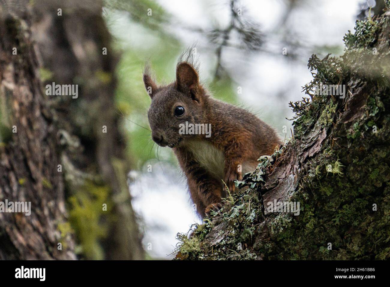 Eichhörnchen in den Zweigen eines Baumes. Stockfoto