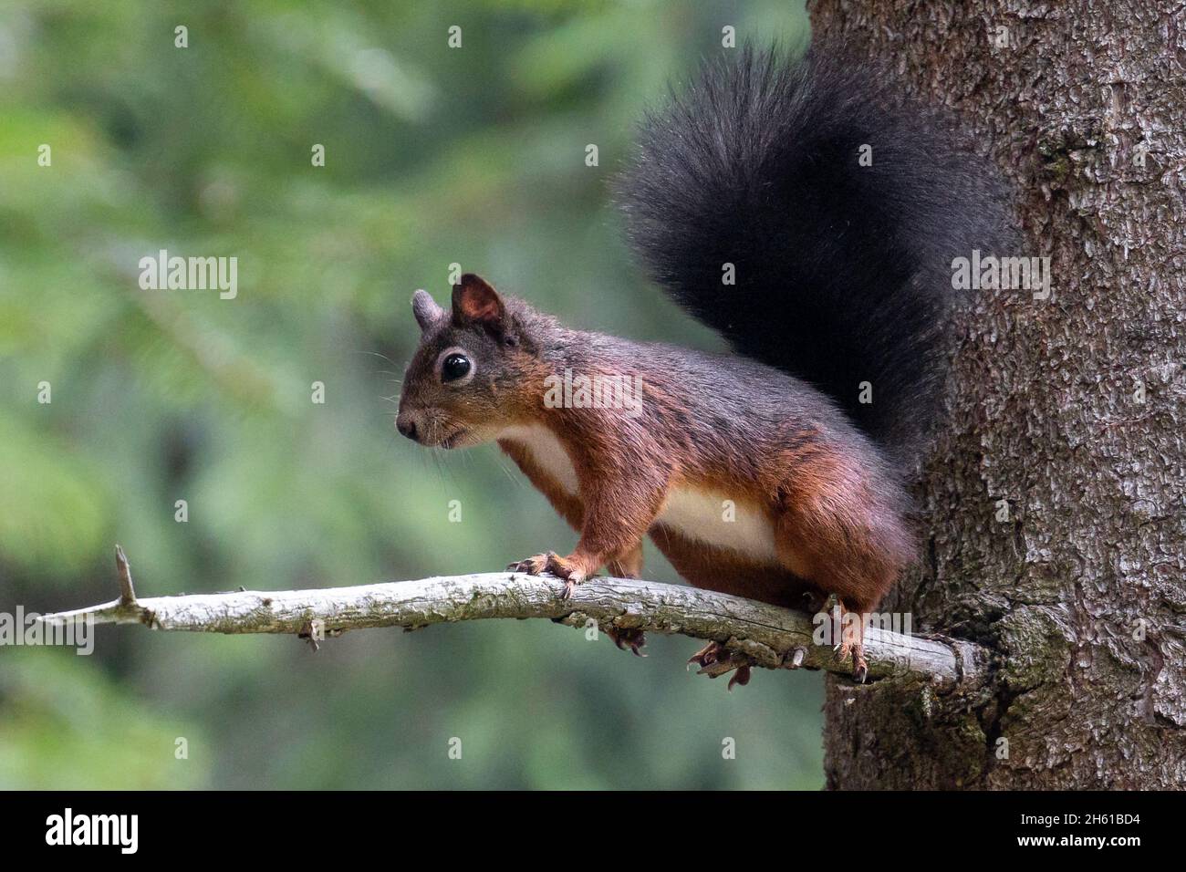 Eichhörnchen in den Zweigen eines Baumes. Stockfoto