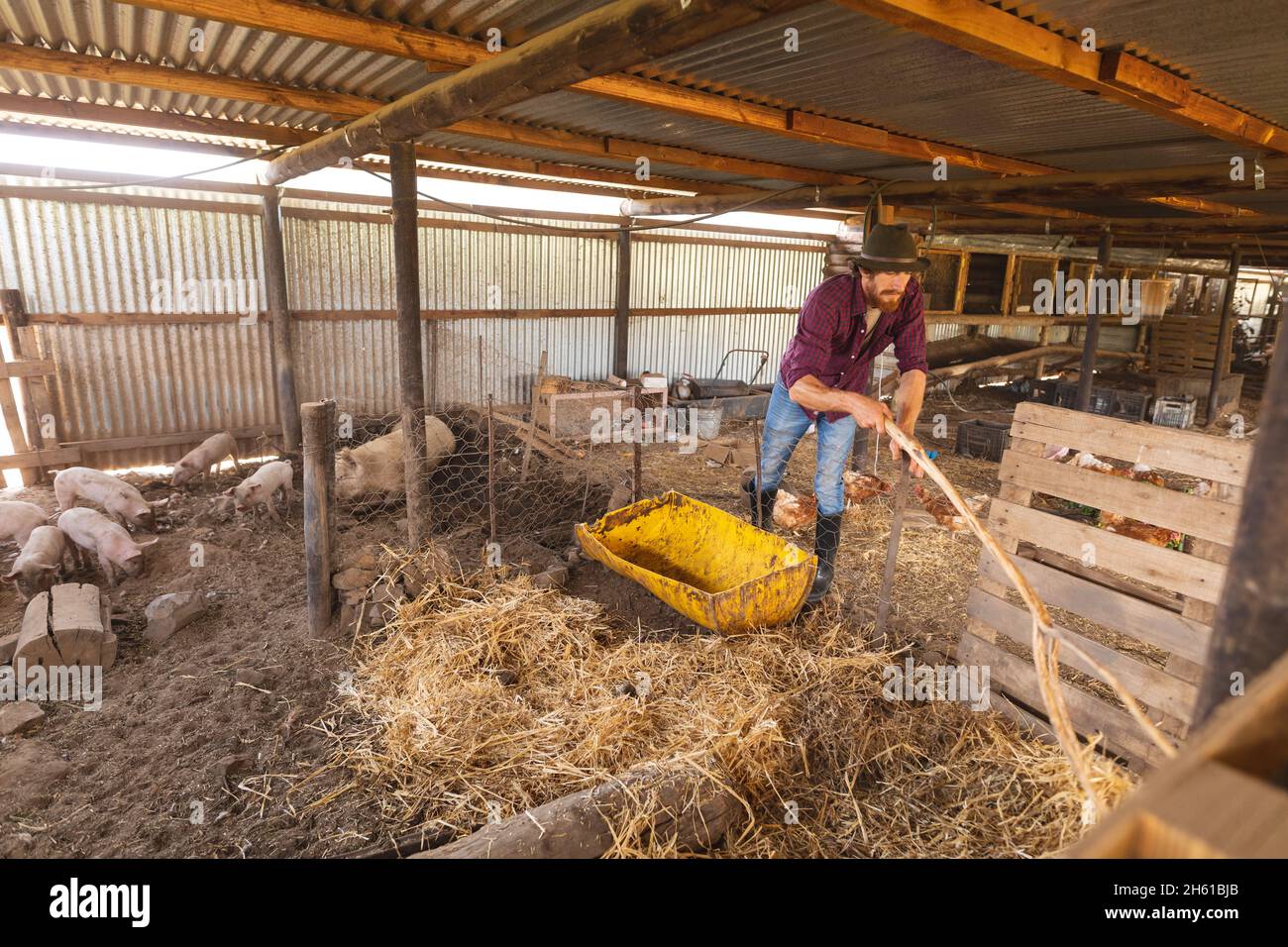 Männlicher Bauer hält Stock, während er draußen vor dem Schweinehalter auf dem Bio-Bauernhof steht Stockfoto