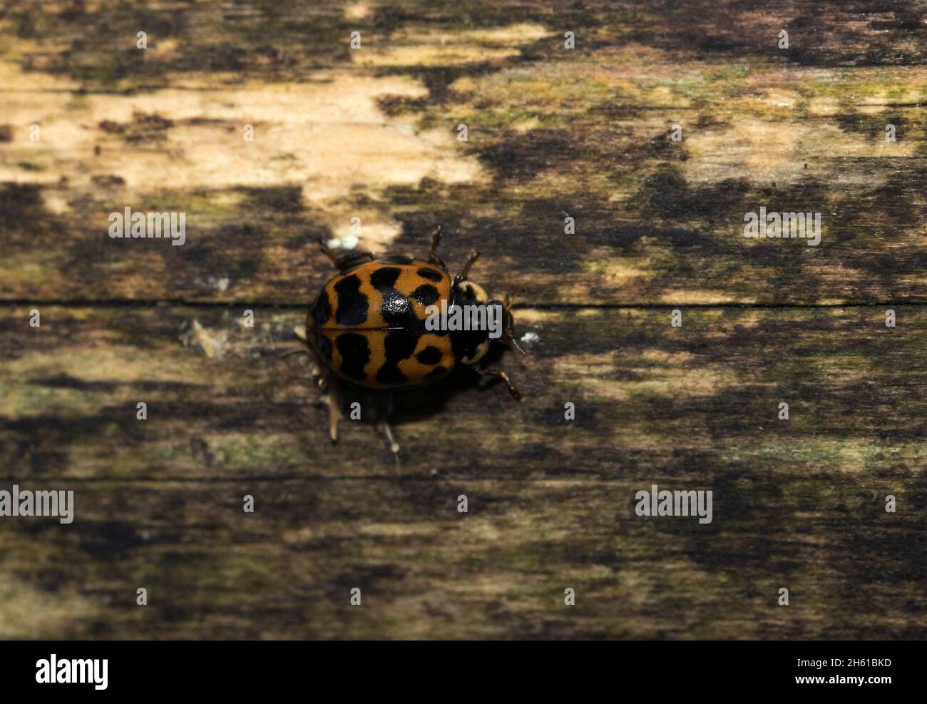 In den USA wird der Harlekin Marienkäfer wegen ihrer Gewohnheiten, sich im Herbst in großer Zahl zu versammeln, oft als Halloween-Käfer bezeichnet Stockfoto