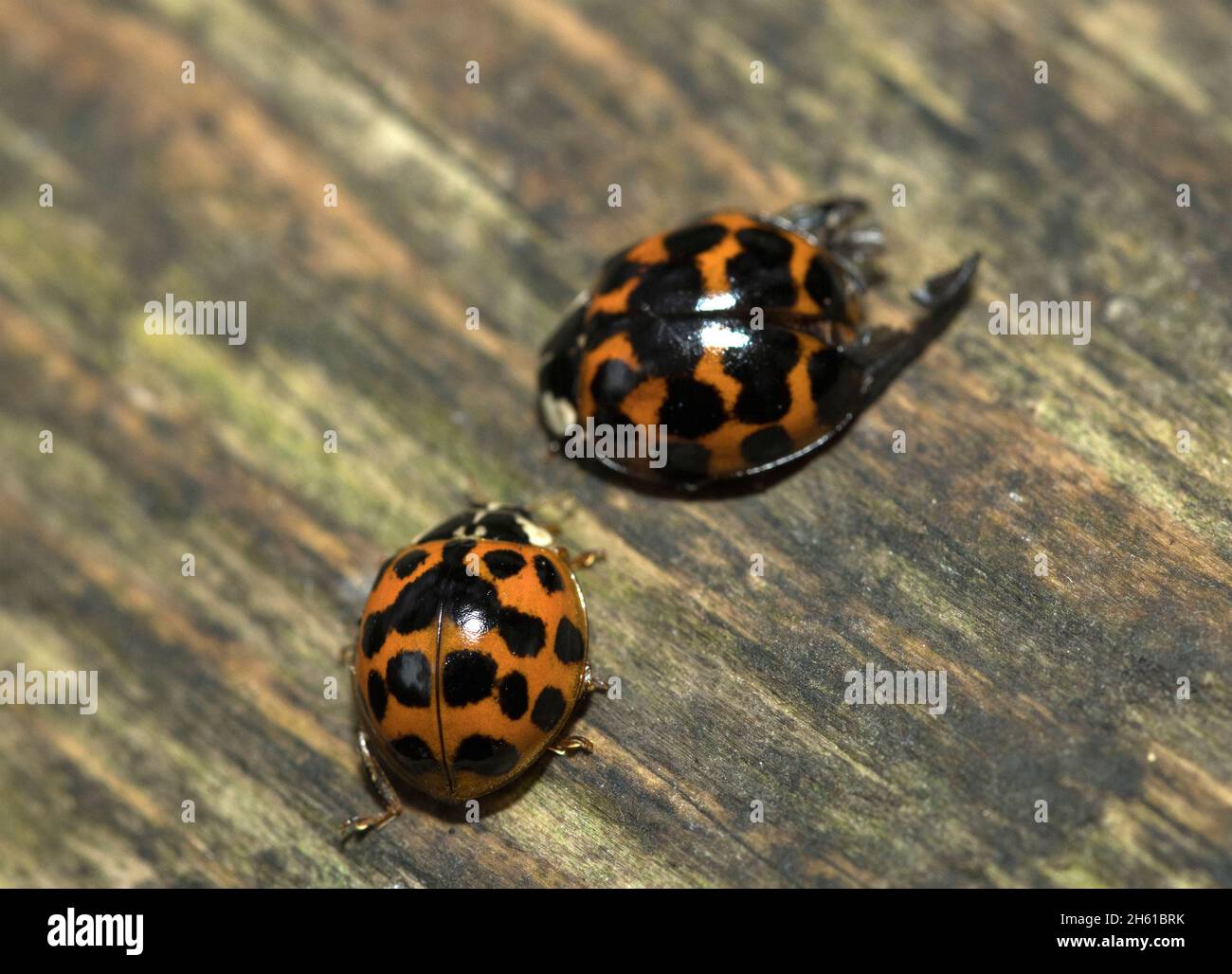 In der allgemeinen Population der Harlekin Marienkäfer gibt es eine beträchtliche Variation von Muster und Farbe. Diese Individuen variieren in der Farbe Stockfoto