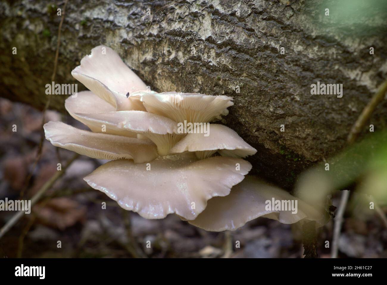 Austernpilz auf Baumstamm Nahaufnahme Stockfoto