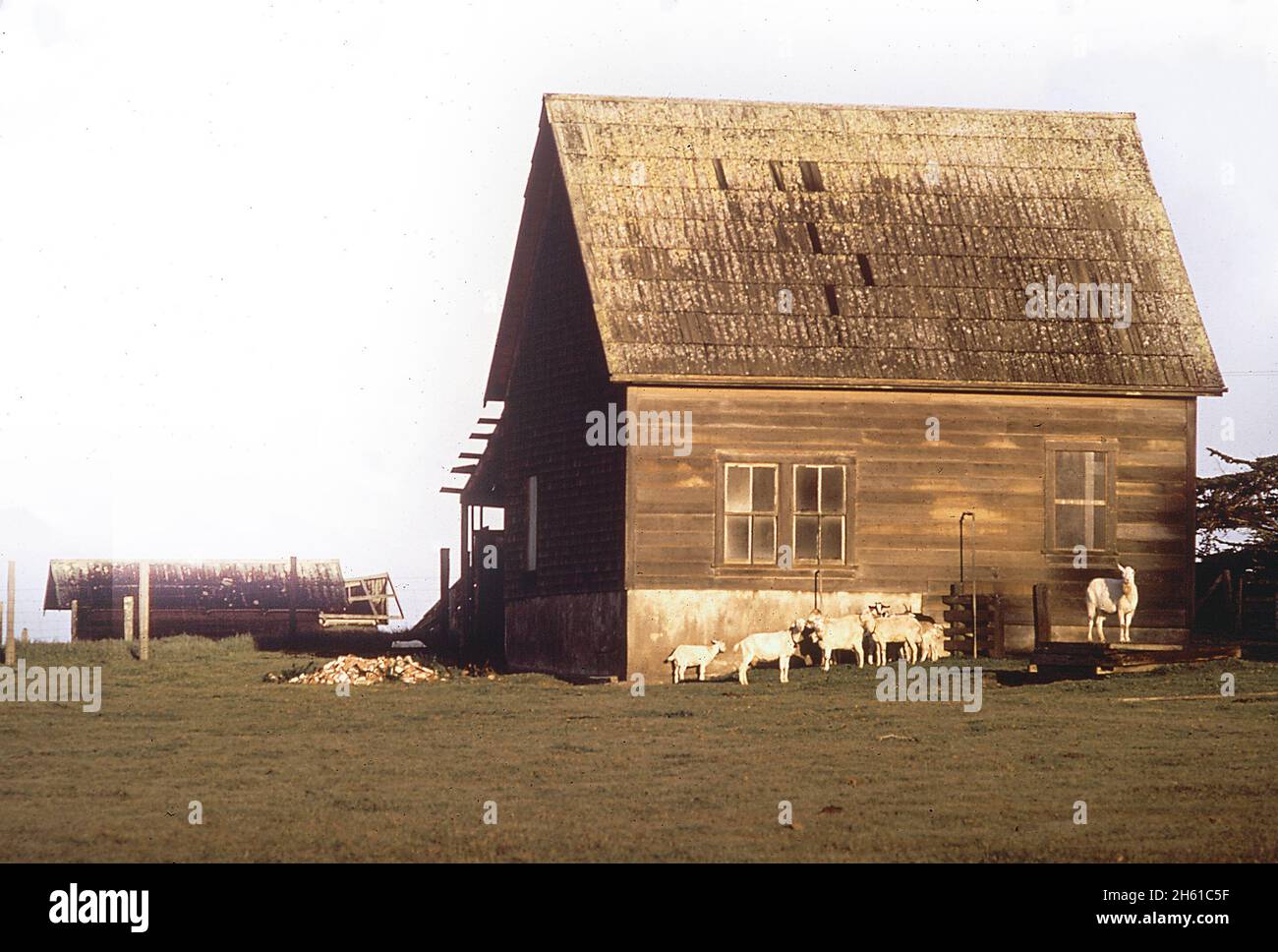 Amerika der 1970er Jahre: Altes Bauernhaus mit Tieren (Ziegen oder Schafe) auf dem Hof im Norden Kaliforniens ca. 1972 Stockfoto