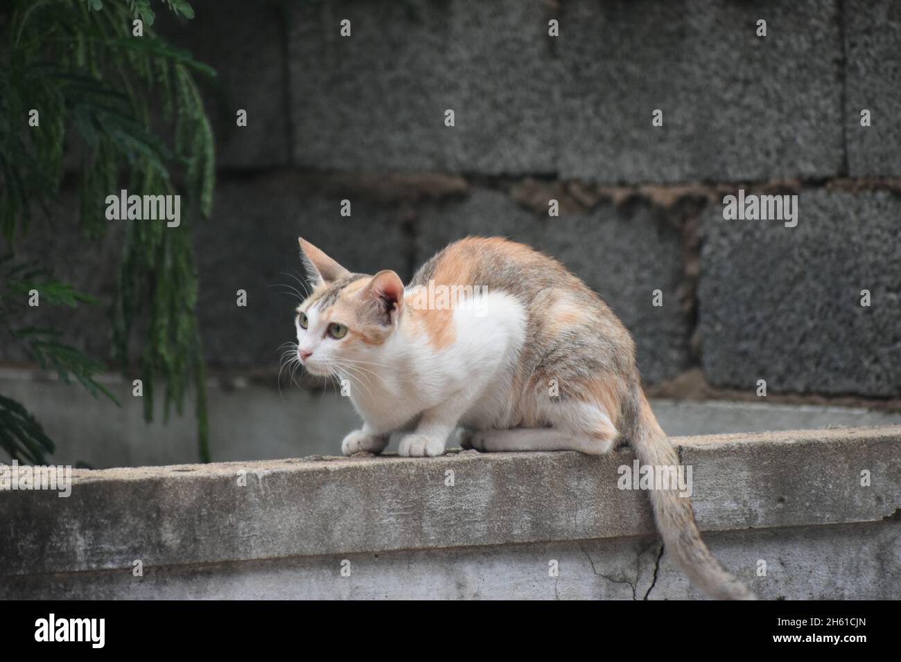 Niedliche Kleine Katze Gähnend / Schnurrend / Friedlich Sitzend Stockfoto