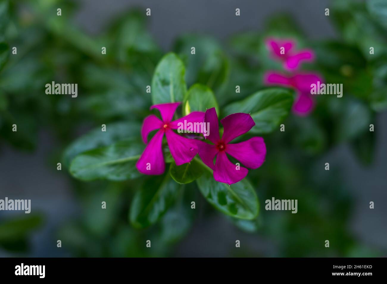 Nahaufnahme von lila schönen blühenden Blumen. Grüne Blätter mit Blütenblumen Hintergrund. Natürlicher Hintergrund und Tapete. Makroaufnahme. Stockfoto