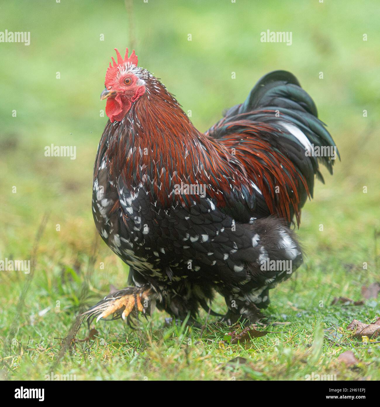 Pekin Hahn Stockfoto