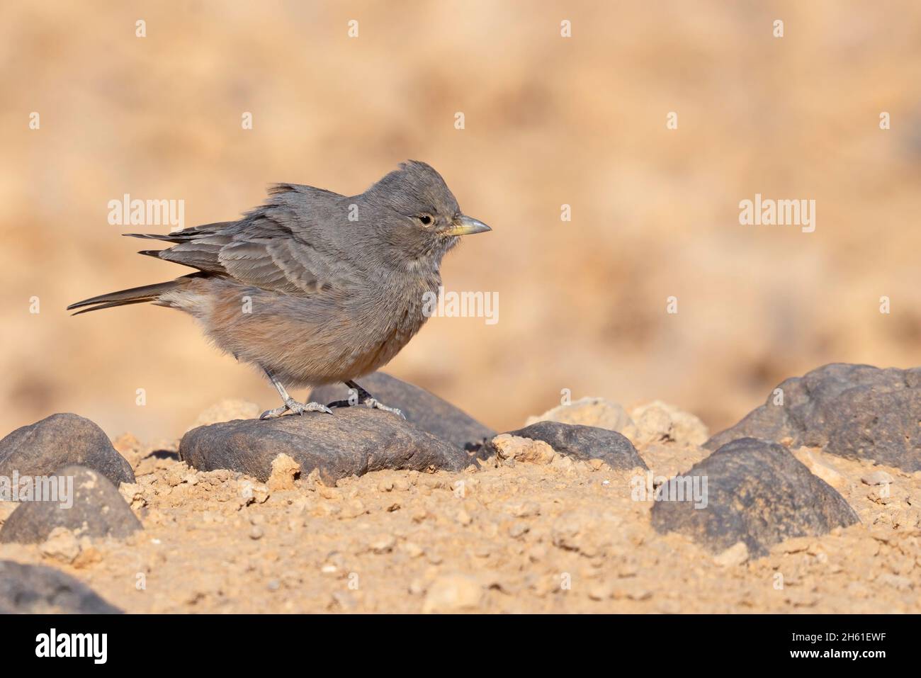 Wüstenlerche, Safawi, Jordanien, Oktober 2021 Stockfoto