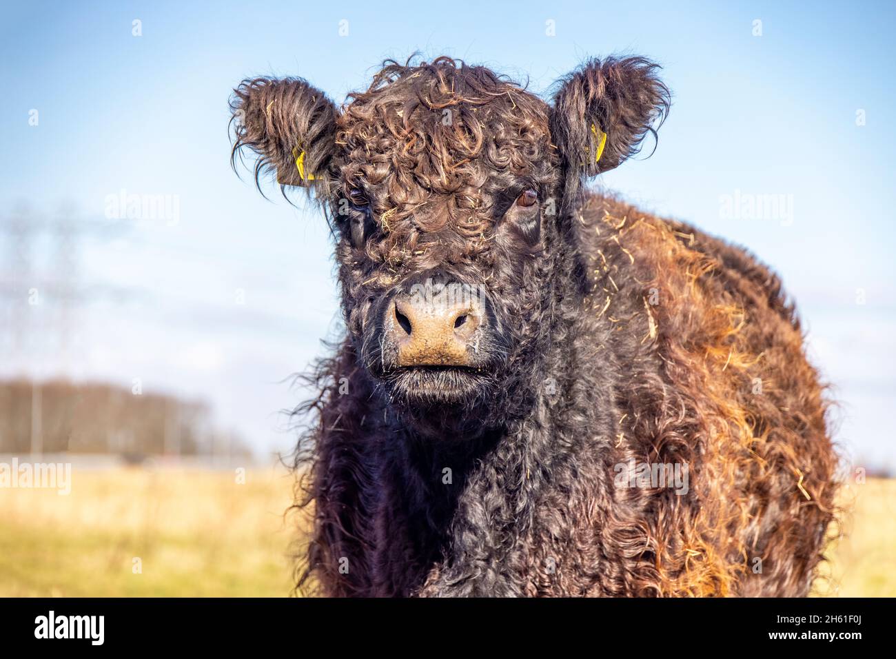 Galloway-Kuh, die auf einem Feld fröhlich aussieht, dunkelbraun gelocktes bärisches Rindervieh Stockfoto