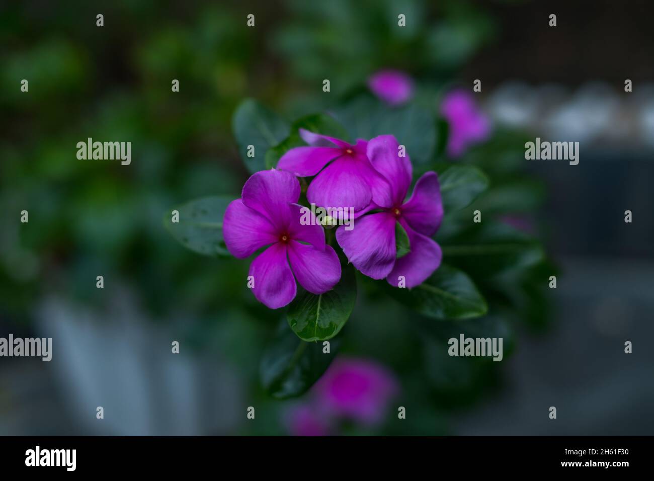 Nahaufnahme von lila schönen blühenden Blumen. Grüne Blätter mit Blütenblumen Hintergrund. Natürlicher Hintergrund und Tapete. Makroaufnahme. Stockfoto